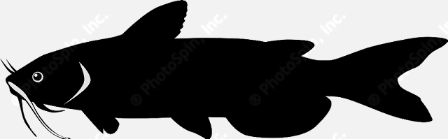 Catfish clip art