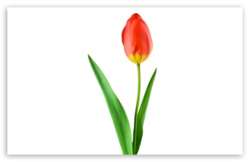 Single Red Tulip HD desktop wallpaper : Widescreen : High ...