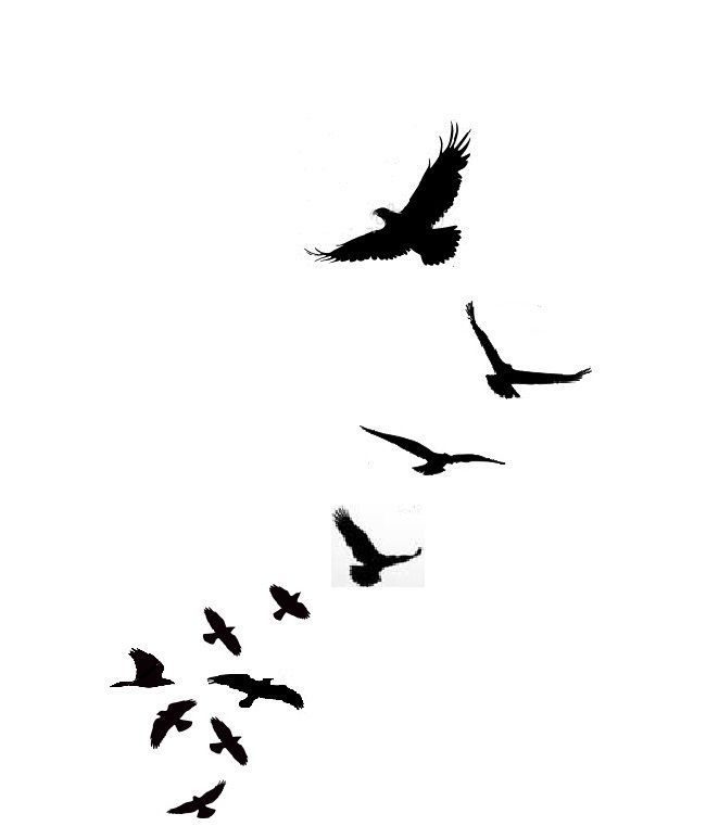 Bird Tattoos | Tattoo Black And ...