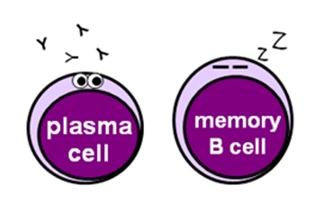 Immune Response | Geeky Medics
