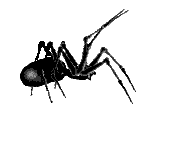 Spiders...
