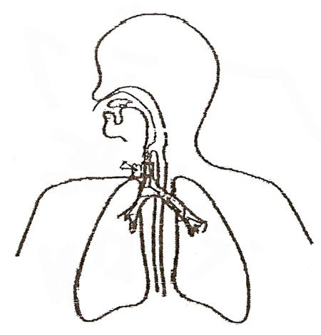 Respiratory System Blank Diagram