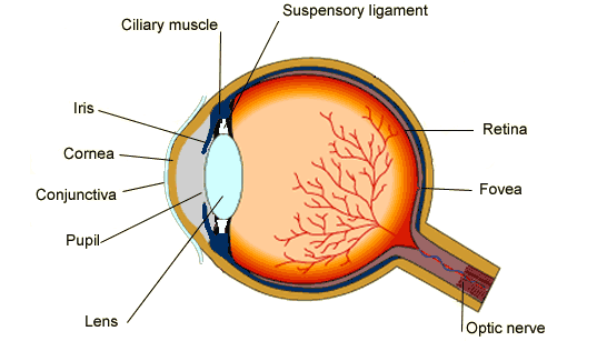 BBC - GCSE Bitesize: The eye