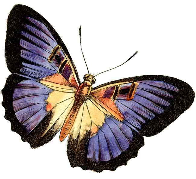 butterfly images clipart image search results