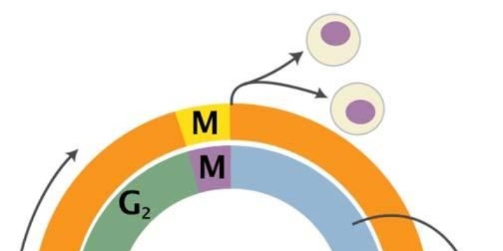 Cell Division: Binary Fission, Mitosis &amp; Meiosis | Suite101