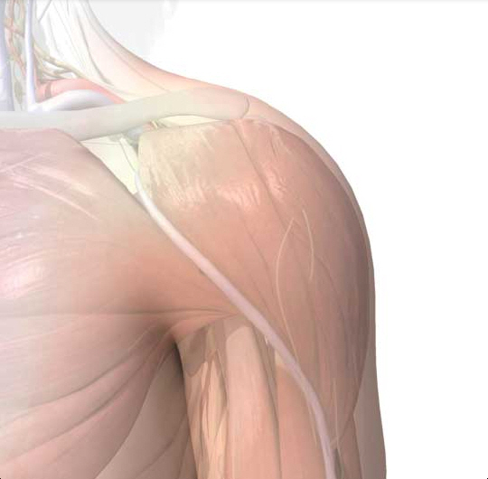 Shoulder Anatomy, Area & Diagram | Body Maps