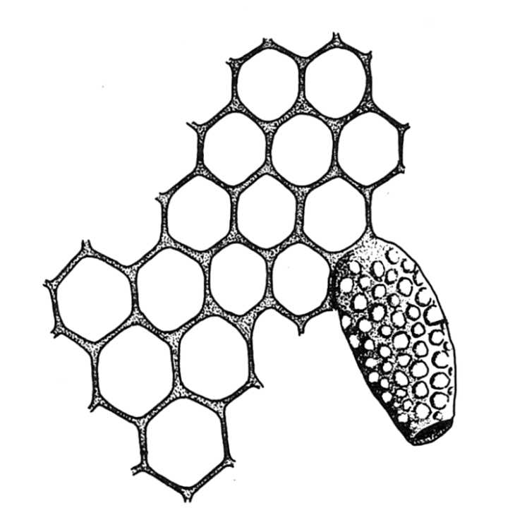 Biological drawings. Insects. Honey Bee (Apis mellifera). Comb ...