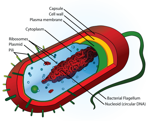 BIO- Chapter 2- Cells Flashcards by ProProfs
