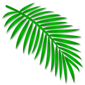Types of Palm Trees
