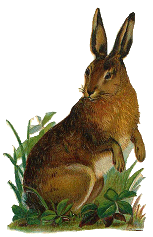 Animated Bunny Pictures, Images & Photos | Photobucket