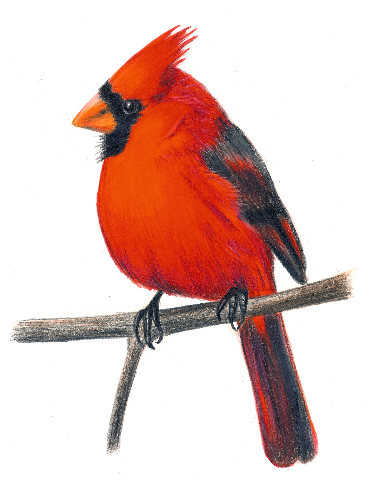 Winter Cardinal Bird Clipart