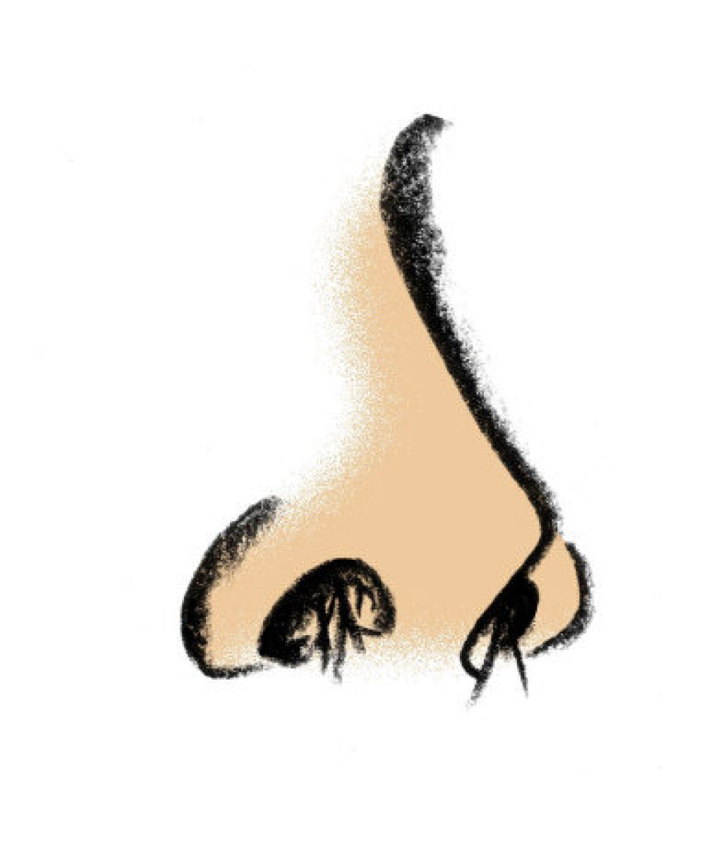 Free Nose Clip Art Pictures - Clipartix