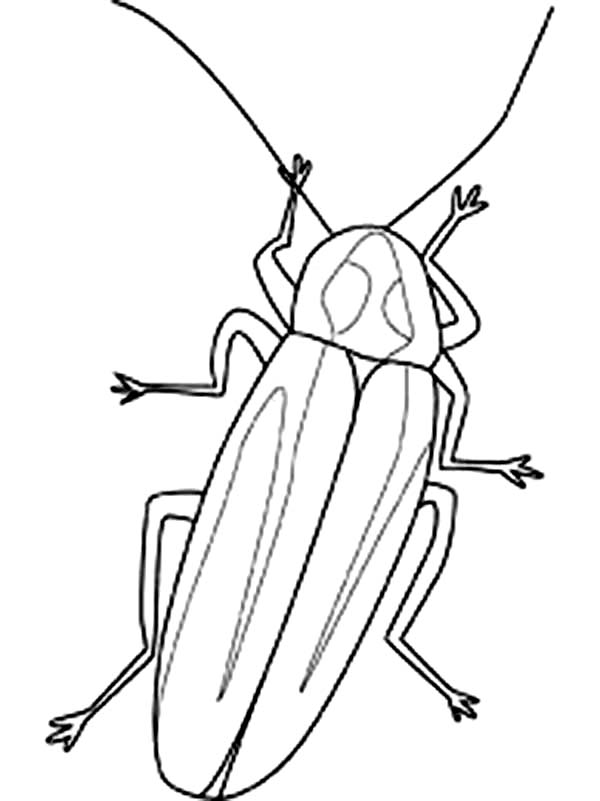 Firefly Image Coloring Page | Color Luna