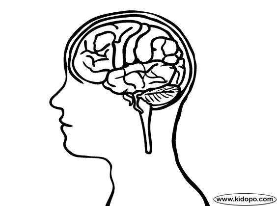 Easy Human Brain Sketch With Eyes And Cerebrellum Clip Art At ...