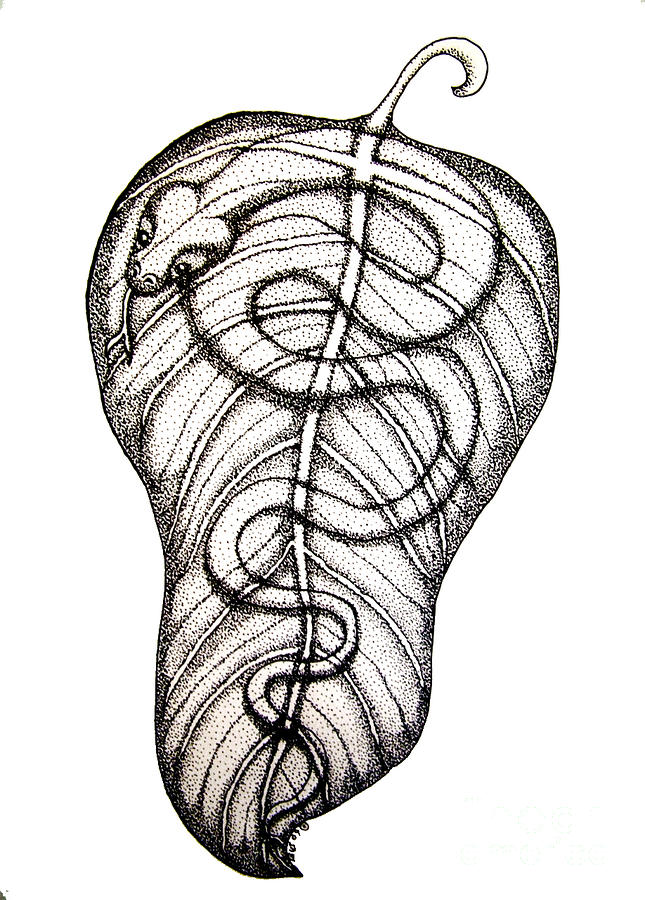 Snakes Drawings for Sale