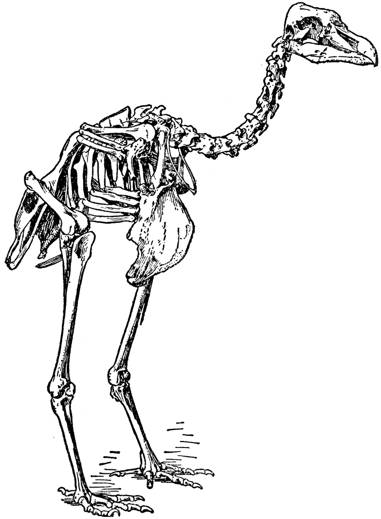 Bird Skeleton Clipart Etc