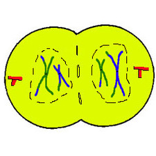 Animal Cell Diagram Without Labels Clipart - Free to use Clip Art ...