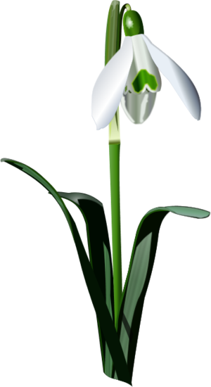 snowdrop - vector Clip Art