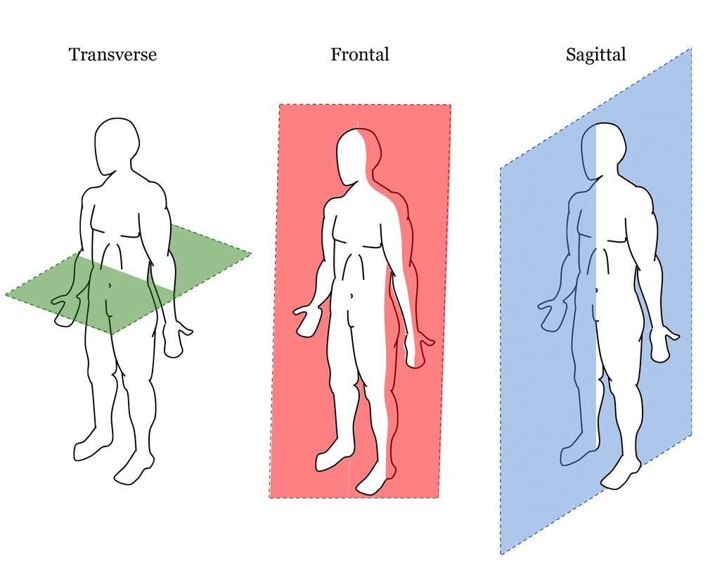 Anatomy weeks 1-5 at Queensland University of Technology - StudyBlue