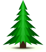 How to care for a Real Christmas Tree