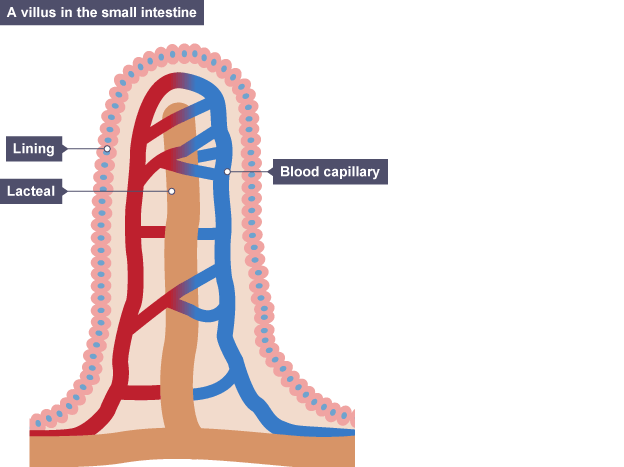 BBC Bitesize - National 5 Biology - The need for transport ...