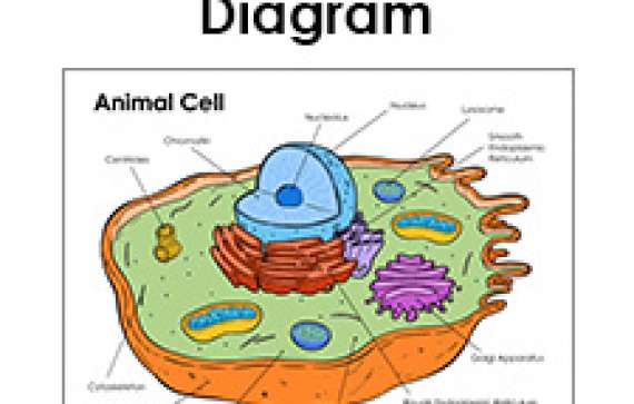 Worksheet Plant Cell Diagram Timvandevall - DecorBold