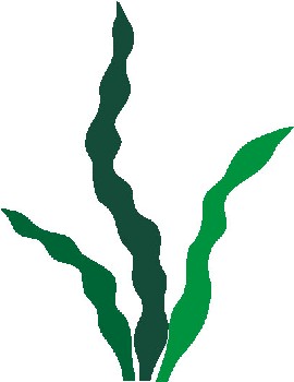 Seaweed Clipart