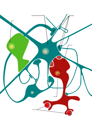 Understanding the Molecular Mechanism of Opiate Withdrawal ...