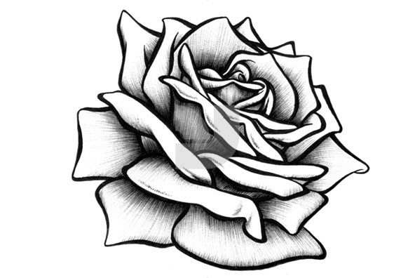 Hand Drawn Rose Collection - Images - YouWorkForThem