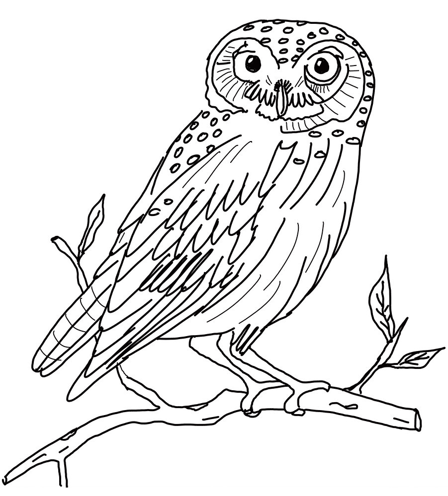 Free Printable Owl Coloring Pages For Kids