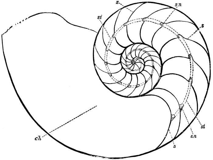 Sea Shell Drawings