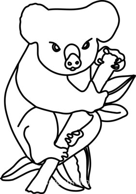 Koala Marsupial Mammal