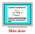 tRNA & Ribosomes