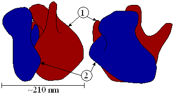 An Introduction to Molecular Biology/Protein synthesis - Wikibooks ...