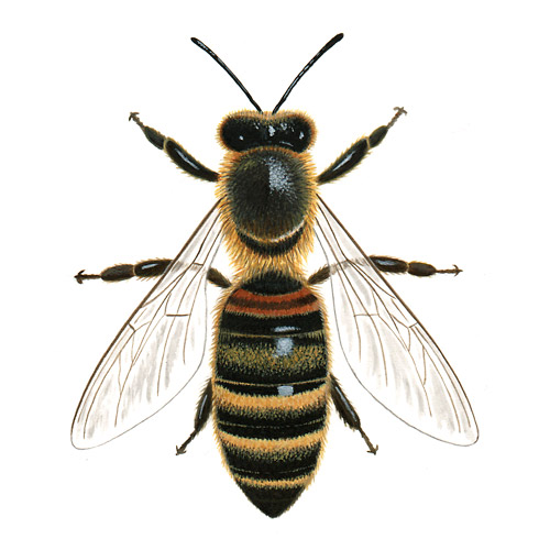 Honey Bee Illustrations