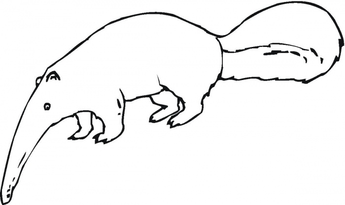 Anteater Clipart