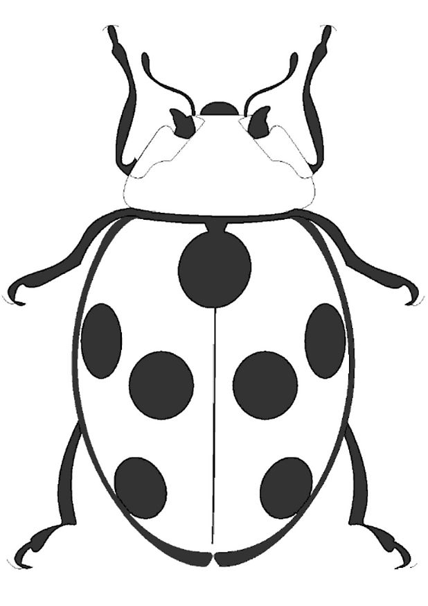 Coloring ladybird seen of top picture