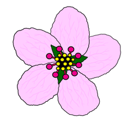 Cherry blossom cartoon pictures