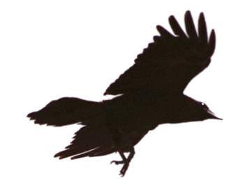 Crows Graphics and Animated Gifs