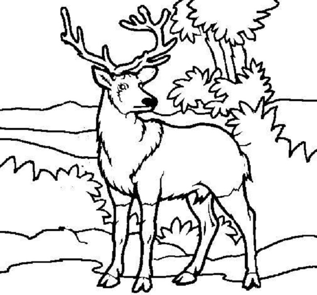 Free Printable Deer Coloring Pages For Kids