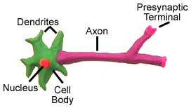Neuroscience for Kids - Models