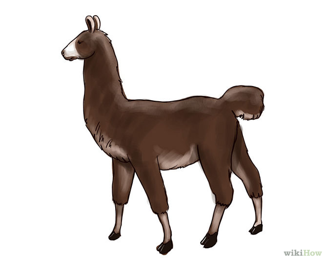 How to Draw a Llama: 6 Steps - wikiHow