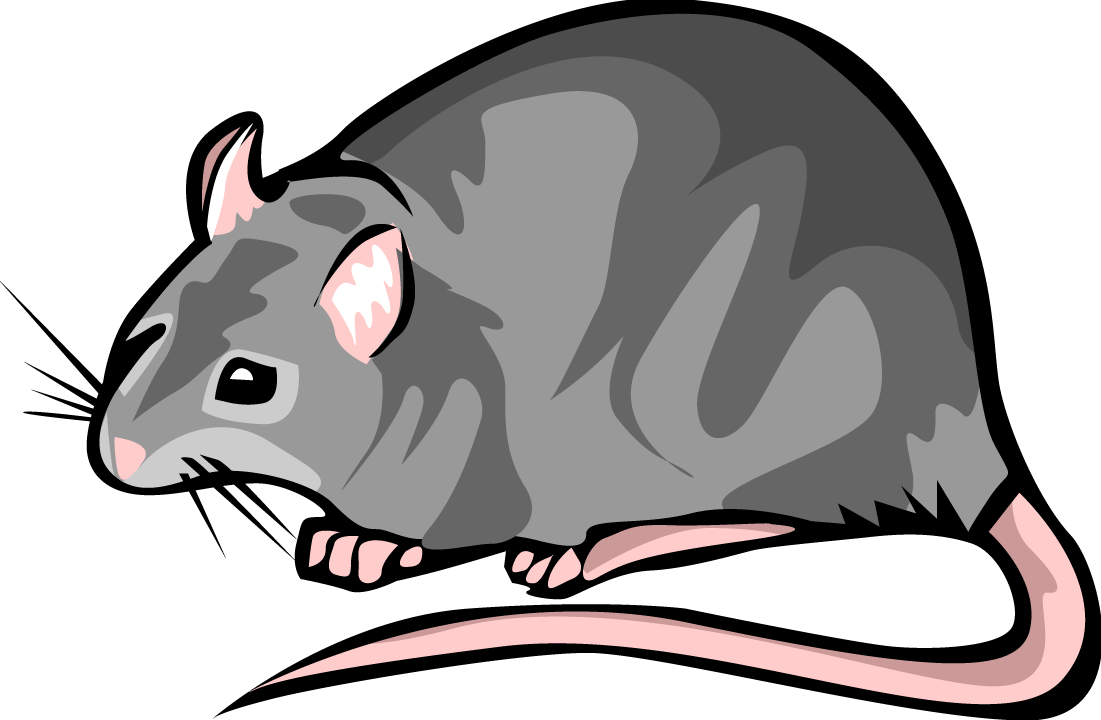 Rats Gif