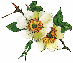 Free Baskets and Bouquets Clipart - Public Domain Plant clip art ...