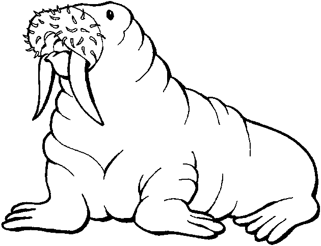 Walrus Coloring Pages Kentbaby