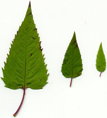 Monarda fistulosa page