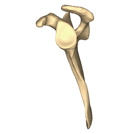 Scapula