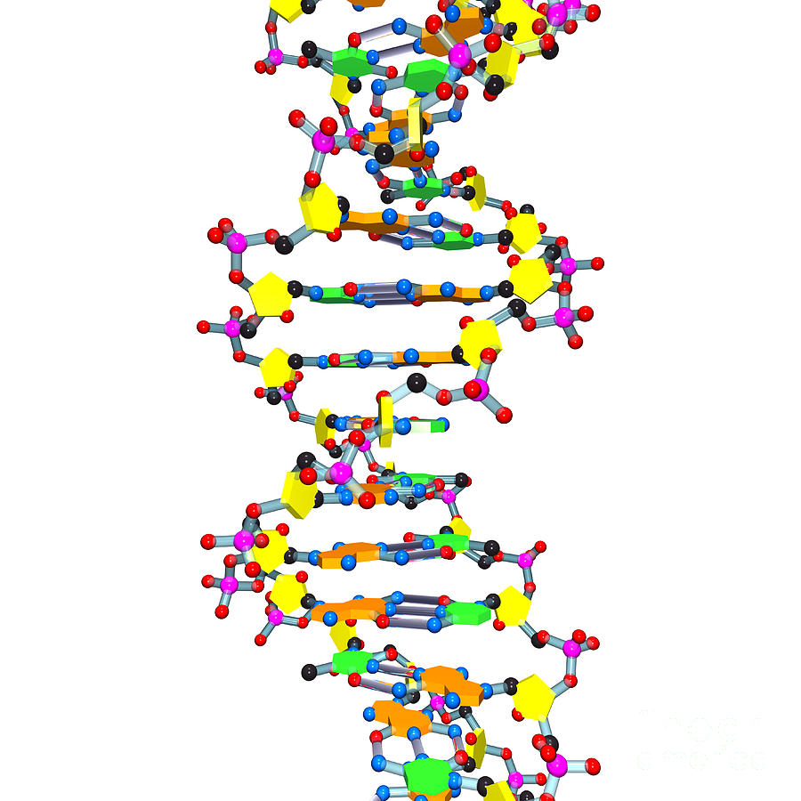 Dna Helix Art
