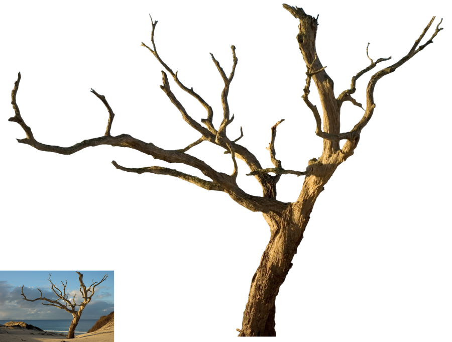 Isolated Dead Tree by tothino on DeviantArt