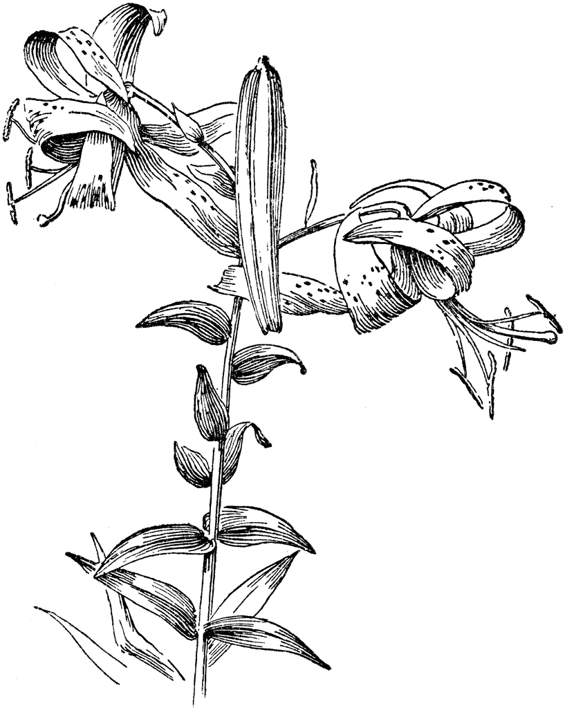 Tiger Lily Clip Art - ClipArt Best